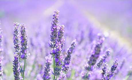 Погода у Старокостянтинові на 31 липня - 6 серпня: спека повертається