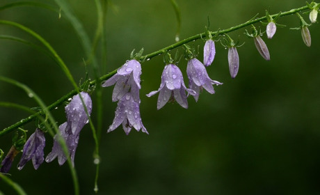 Погода у Старокостянтинові на 7 - 13 серпня: надійде свіжість