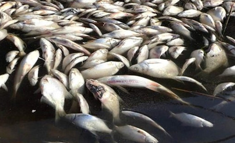 В каналі на Одещині виявили масовий замор риби, переважно карася. Екологи назвали причину