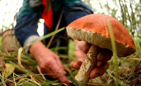 На Чернігівщині 55-річна жінка померла від отруєння грибами
