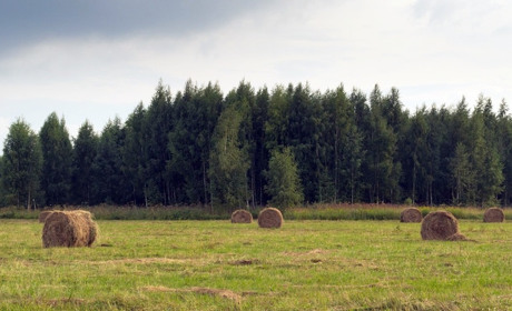 Погода на Кагарличчині та Ржищівщині на вихідні 12 і 13 серпня