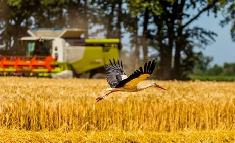 На Полтавщині ранніх зернових зібрали більше, ніж торік
