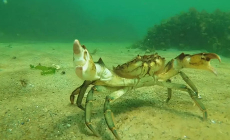 До Одеської затоки повернулися мармурові краби та червонокнижні морські коники