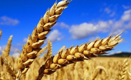 Аграрії Фастівського регіону зібрали найвищі врожаї