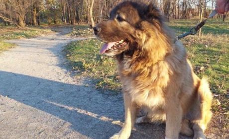 На Шосткинщині - трагічний випадок: собака, яку вигулювали без намордника накинулась на перехожого