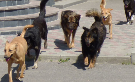 Здичавілі й голодні. В окупованому Сєвєродонецьку на людей кидаються зграї собак