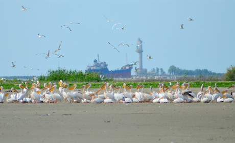Вилківську міську раду звинувачують у роздачі земель Дунайського біосферного заповідника та лісгоспу