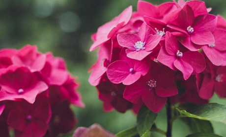 Гортензия: роскошная, воздушная, красивая