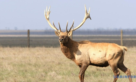В заповіднику “Асканія-Нова” сталася пожежа