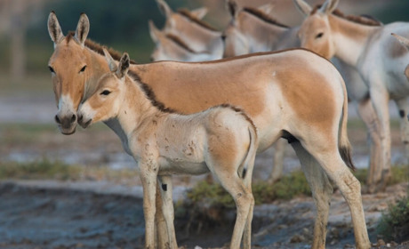На півдні Одещини з'явився новий національний природний парк "Буджацькі степи"