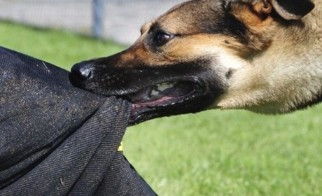 В Южненській громаді безпритульний собака покусав дитину