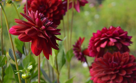 Погода у Старокостянтинові на 28 серпня - 3 вересня: коли спаде спека