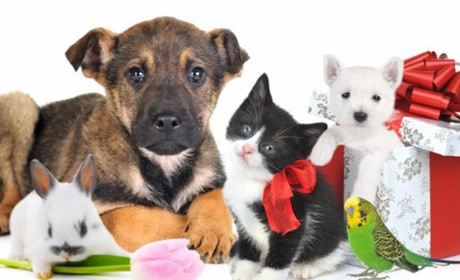 Інтернет-зоомагазин - переваги та недоліки купівлі товарів для тварин