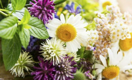 Які рослини використовують при лихоманці