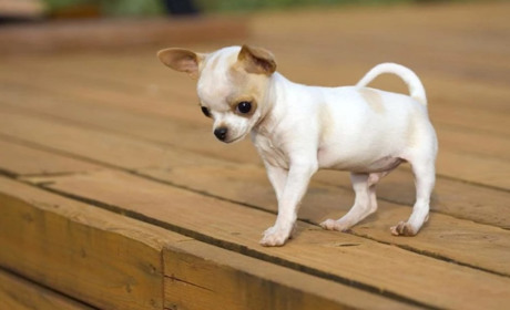 Проблеми зі шлунком у собак маленьких порід: відомі причини та рішення