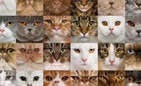 Які бувають породи котів?