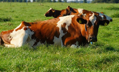 На Одещині дівчина вкрала корову на пасовищі та здала її на м'ясо за 16 тисяч гривень