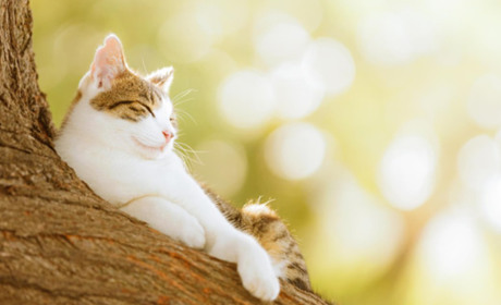 Погода в Кагарлику та Ржищеві на тиждень - з 11 по 17 вересня