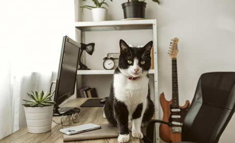 Оренда квартири з тваринами: як вмовити власника