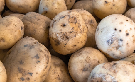 Врожаю багато, якісної — мало: скільки коштуватиме картопля і яка ціна на ринку в Сарнах