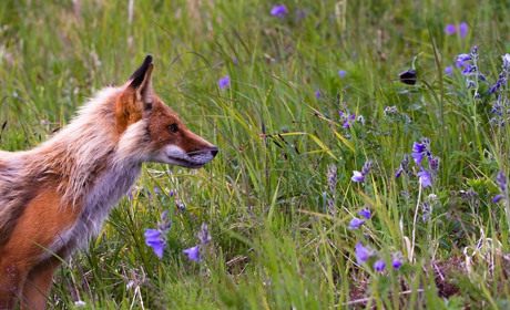 На Кагарличчині та Ржищівщині вакцинуватимуть диких тварин від сказу приманками-брикетами