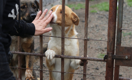 Притулок для тварин «Шанс на життя» збирає кошти на евакуацію собак з Нікополя до Польщі