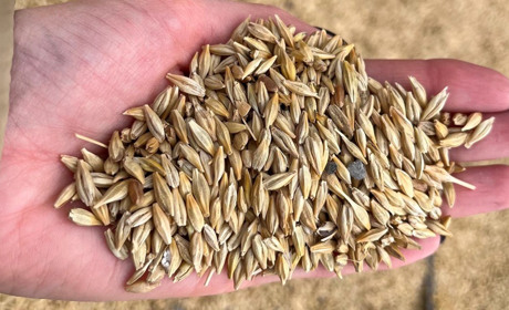 Знову зерно стало ціллю: 17 вересня російські ракети вдарили по аграрному підприємству на Одещині