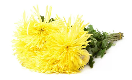 Хризантема – квітка яка вас вразить