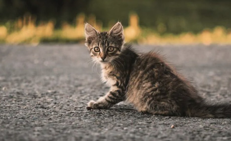 На Сарненщині 13-річні брати знущалися з кошеняти — розслідування триває