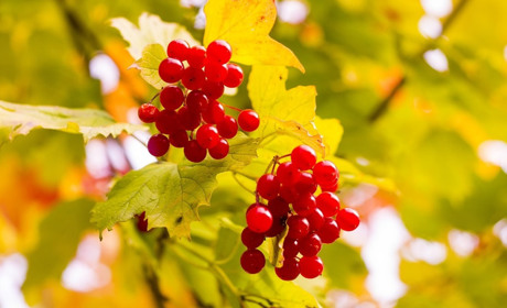 День осіннього рівнодення: яке свято 23 вересня, хто святкує день ангела та прикмети