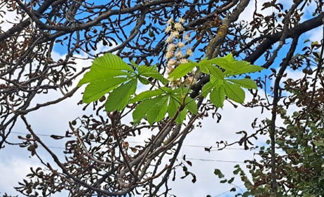 У Гадячі квітнуть каштани