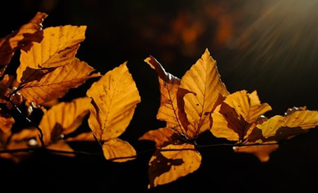 Що святкуватимемо у жовтні 2023: календар державних та професійних свят