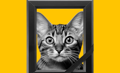 Ритуальні послуги для Мурки, або що робити із похованнями тварин у Гадячі