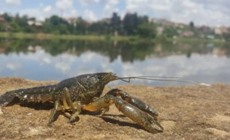 У жовтні на Сумщині дозволено вилов раків