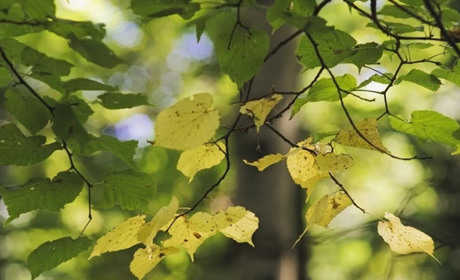 Погода на Кагарличчині та Ржищівщині на вихідні 30 вересня і 1 жовтня