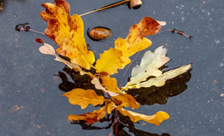 Погода в Кагарлику та Ржищеві на тиждень - з 2 по 8 жовтня