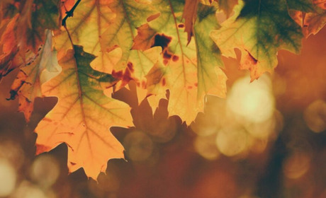 Погода в Кагарлику та Ржищеві на тиждень - з 9 по 15 жовтня