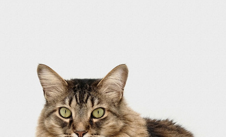 Сказ у Мирівці: жінка постраждала від домашнього улюбленця