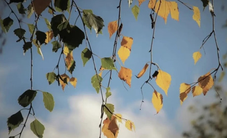 Погода на Кагарличчині та Ржищівщині на вихідні 14 і 15 жовтня