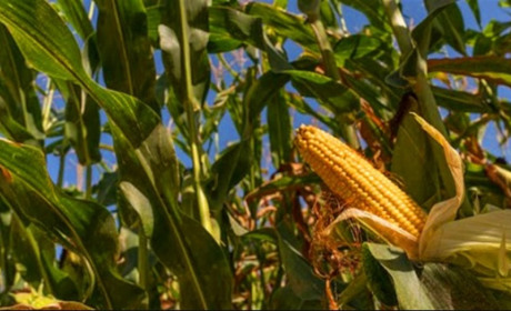 Насіння кукурудзи на силос: як обрати постачальника