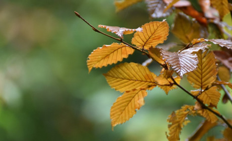 Погода в Кагарлику та Ржищеві на тиждень - з 23 по 29 жовтня