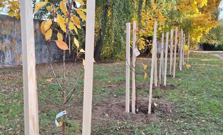 «Гай дитячих снів»: у Макарівській громаді висадили 100 яблунь у пам’ять про дітей, які загинули