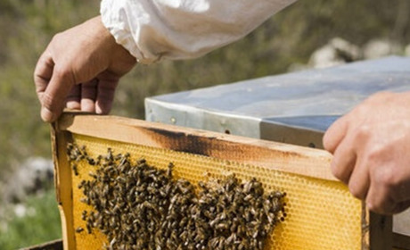 Де можна замовити якісні товари для бджільництва?