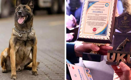 Загинув на посту: службового пса на прізвисько Боцман з Одещини нагородили посмертно