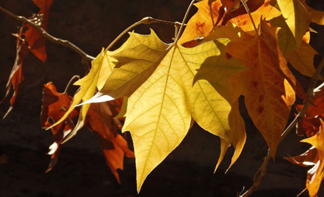 Погода у Старокостянтинові на 30 жовтня - 5 листопада: скільки ще грітимемось