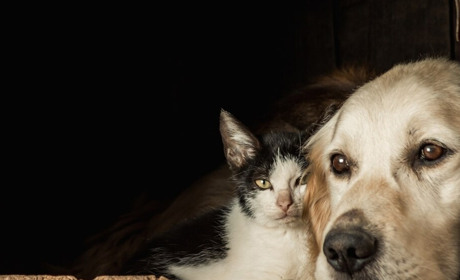 В Україні створять єдиний реєстр домашніх тварин