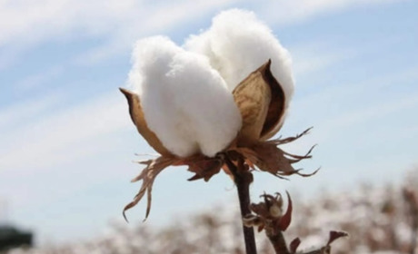 Щоденник війни.Тиждень вісімдесят другий. Бавовняний сезон у Криму продовжується