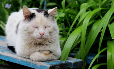 У Нікополі безкоштовно вакцинуватимуть від сказу котів та собак: коли та чому це важливо