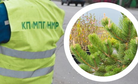 «Паркове господарство» замовило саджанці сосни на понад 600 тисяч гривень: подробиці закупівлі