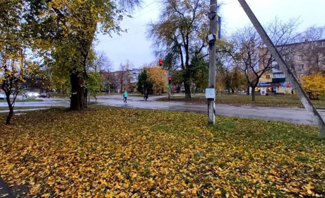 У Краснограді на літню переселенку з Волновахи напали собаки, коли та йшла по гуманітарку